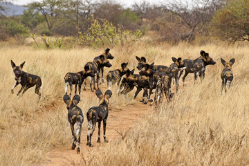 Naklejka na ściany i meble Pack of wild dogs (Cape hunting dogs, painted dogs), Samburu Game Reserve, Kenya