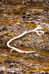 Deer horn on the ground of the Svalbard archipelago