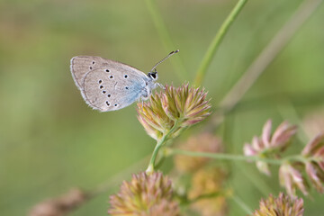 Obraz premium Lycaenidae / Mavi Osiris / / Cupido osiris