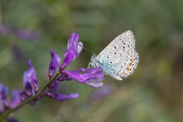 
Lycaenidae / Çokgözlü Mavi / / Polyommatus icarus