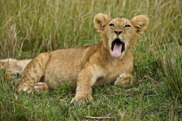 Fototapeta na wymiar Lion cub yawning, Masai Mara Game Reserve, Kenya