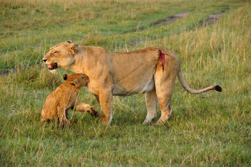 Injured lioness (gored by Cape buffalo while hunting) with cub, Masai Mara Game Reserve, Kenya