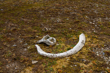 Deer horn on the ground of the Svalbard archipelago