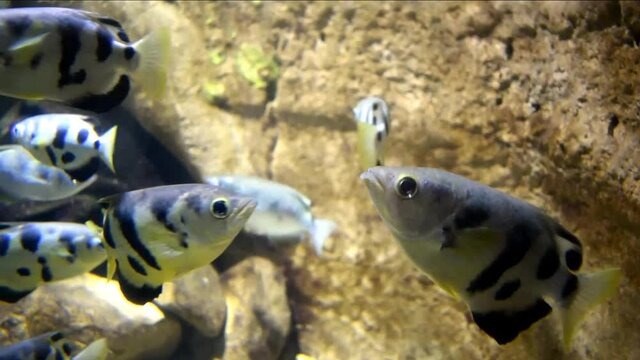 Archerfish in aquarium. Many banded archerfish swims in water. Spinner fish. 