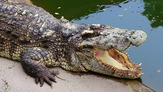  Crocodiles in the pond at Crocodile farm Thailand