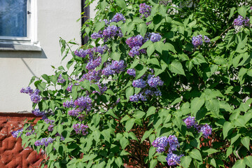 Fototapeta na wymiar Blooming lilac bush on the background of an apartment building.