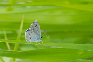 Lycaenidae / Mavi Osiris / / Cupido osiris