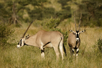Beisa oryxes grazing, Samburu Game Reserve, Kenya