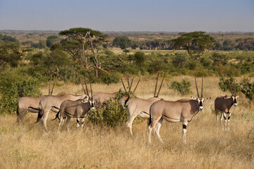 Beisa oryxes, Samburu Game Reserve, Kenya