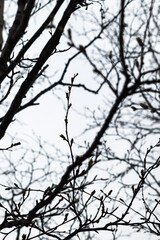 Tree autumn branches on the grey sky background