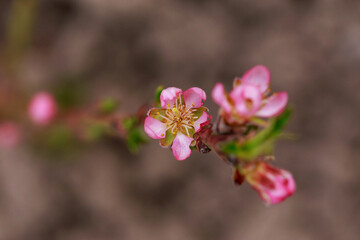 Obraz premium The peach blossom