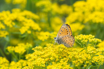 Alev Ateşi » Lycaena kefersteinii » Turkish Fiery Copper