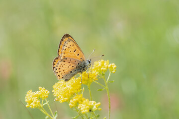 Alev Ateşi » Lycaena kefersteinii » Turkish Fiery Copper