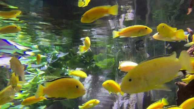 Lemon cichlid fish in aquarium. Many neolamprologus leleupi swims in water. Neolamprologus