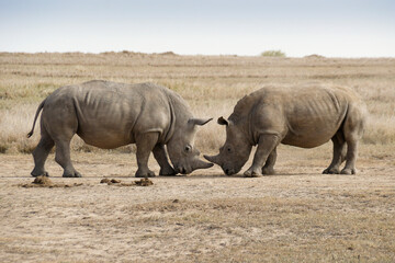 Fototapeta premium Male white rhinos mock fighting for dominance, Ol Pejeta Conservancy, Kenya