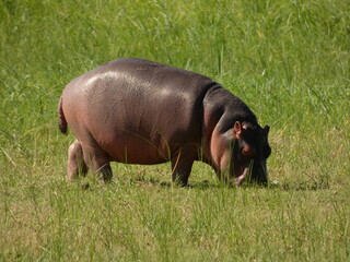 Cute baby hippopotamus grazing, Chobe National Park, Botswana