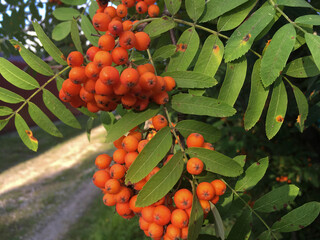 Bunches of juicy rowan berries surrounded by leaves in late autumn.