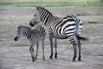 Fototapeta na wymiar Common zebra (with old wound on haunch) with foal, Masai Mara Game Reserve, Kenya
