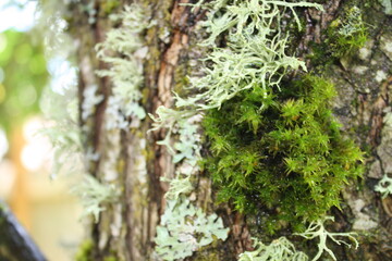 white and green moss on a tree