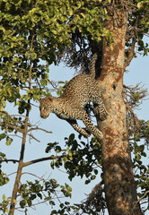 Fototapeta na wymiar Young male leopard jumping to another tree limb, Masai Mara Game Reserve, Kenya