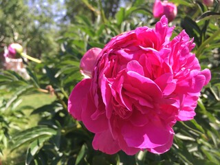 A delightful pink large peony flower blossoming in the garden.