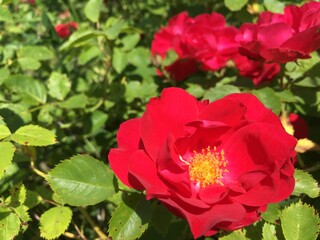 Beautiful red roses flowers blossoming against the backdrop of dense foliage in the park.