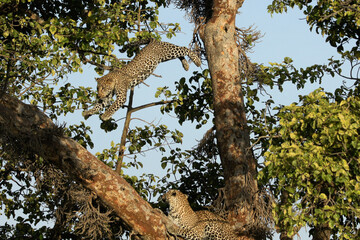 Fototapeta na wymiar Young male leopard jumping to another tree limb as mother watches, Masai Mara Game Reserve, Kenya