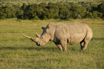 Obraz premium White rhinoceros in late-afternoon light, Kenya