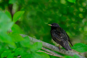 Common starling on a branch on a summer day. Heavily blurred green background. Beautiful warbler with black spotted plumage. Fauna of European nature.