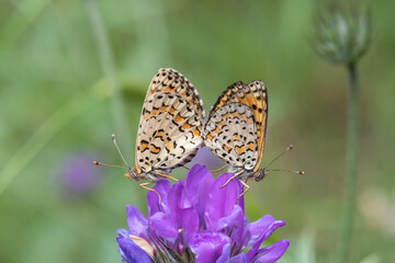  Güzel İparhan » Melitaea syriaca »