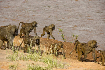 Troop of olive baboons walking beside Ewaso (Uaso) Nyiro river, Samburu Game Reserve, Kenya