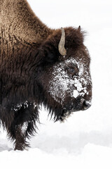 American Bison cow - frost and ice covered facial portrait