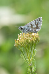 Hesperiidae / Zeytuni Zıpzıp / / Pyrgus serratulae