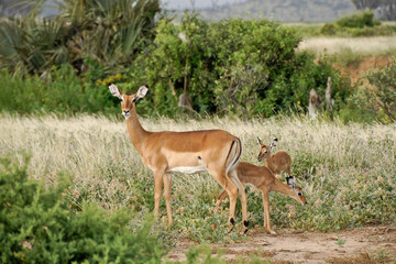 Alert female impala and two young impalas, Samburu Game Reserve, Kenya