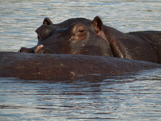 Common hippopotamus (Hippopotamus amphibius) - a hippo surfacing waters of Chobe river, Chobe National Park, Botswana