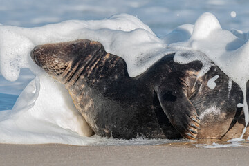 Atlantic Grey Seal - Adult bull in surf