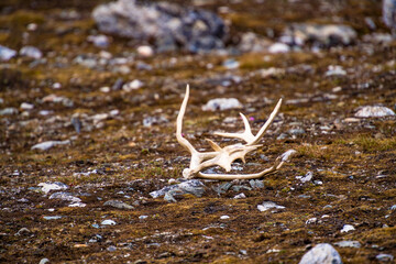 Coast of the Svalbard archipelago