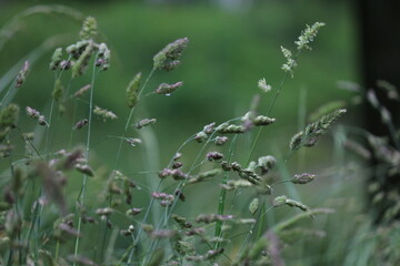 gras