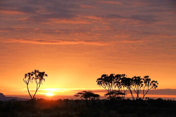 Sunrise, acacias, and doum palms, Samburu Game Reserve, Kenya