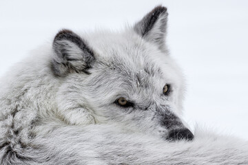 Gray Wolf male - portrait