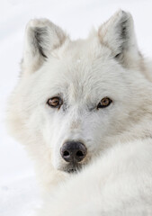 Obraz premium Gray Wolf female - portrait