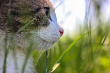 Naklejka na ściany i meble Beautiful young striped cat walking in the nature in the green grass, favorite pet. High quality photo