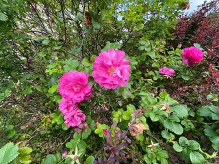 Red roses, with green and brown leaves, on the roadside in, Idle, Bradford, UK