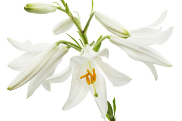 Obraz premium White flower of lily, isolated on white background