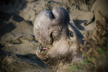 Northern Elephant Seal bull roaring
