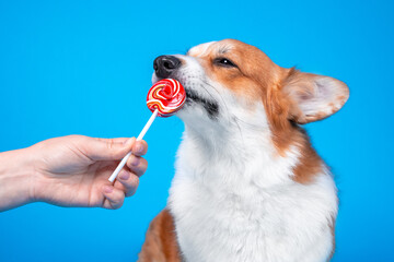Adorable dog pembroke welsh corgi enjoy round red sweet candy lollipop on a blue background. Licking sweets small pet.
