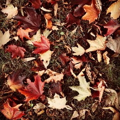 autumn leaves background 