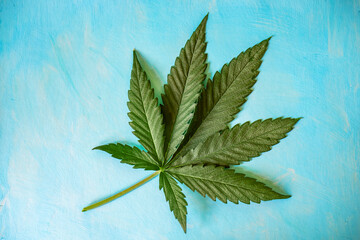 Fresh green Cannabis leaf on the surface