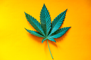 Fresh green Cannabis leaf on the surface