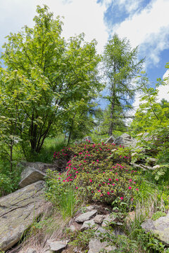 cespuglio di rododendri in alta montagna
